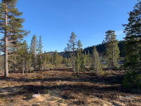 Årset, Veggli