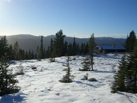 Bilde 1 av annonsen