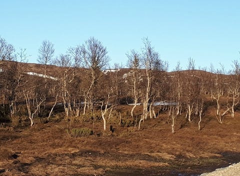 Bilde 1 av annonsen