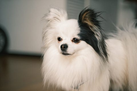 Omplassering Hund More Og Romsdal