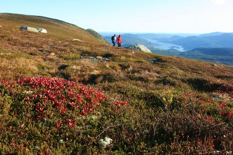 Bilde 2 av annonsen
