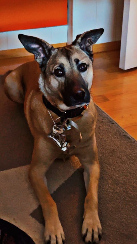 Omplassering Hund More Og Romsdal