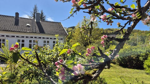 Bilde 1 av annonsen