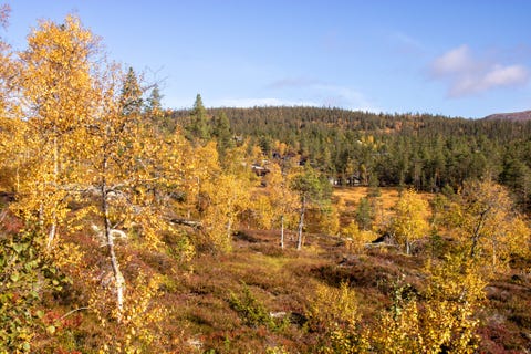 Bilde 2 av annonsen