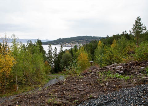 Bilde 1 av annonsen