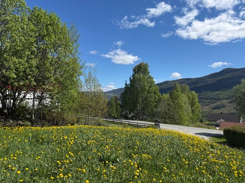 Bilde 1 av annonsen