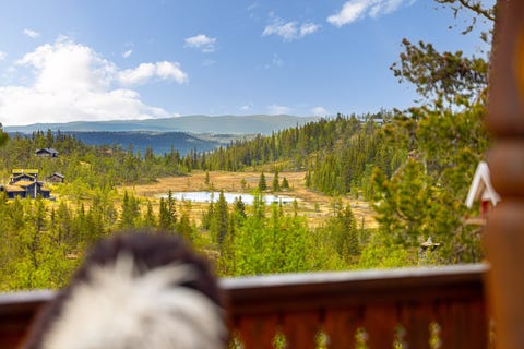 Bilde 2 av annonsen