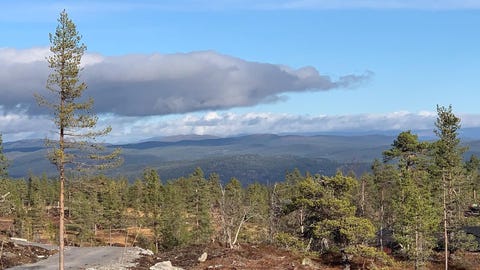 Bilde 1 av annonsen