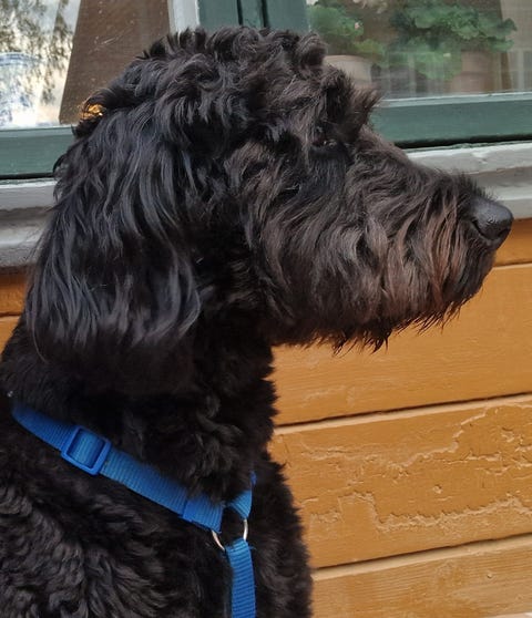 Omplassering Hund More Og Romsdal