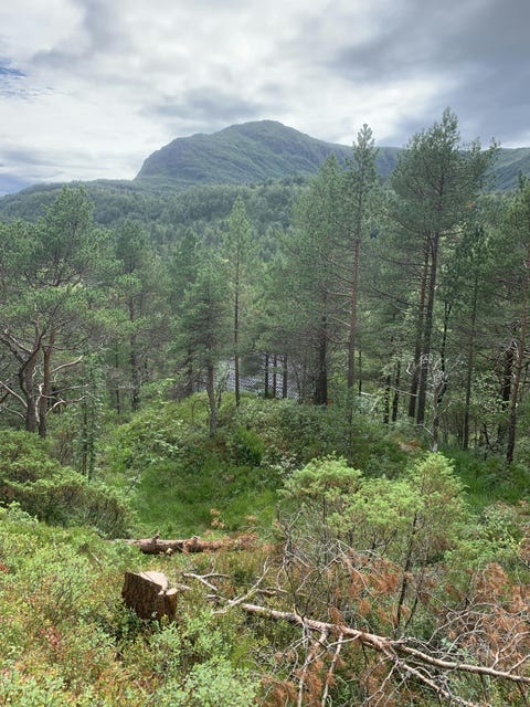 Bilde 1 av annonsen