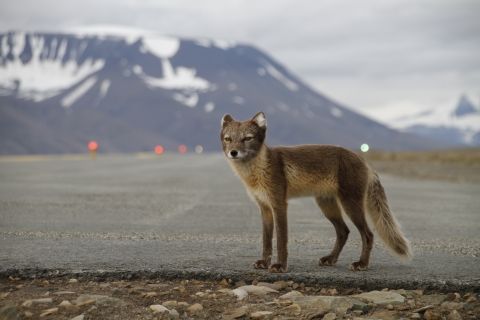 Svalbard Lufthavn AS logo