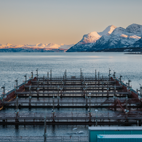 Cermaq Norway AS logo