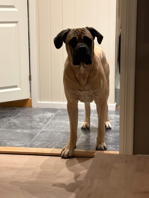 Omplassering Hund More Og Romsdal