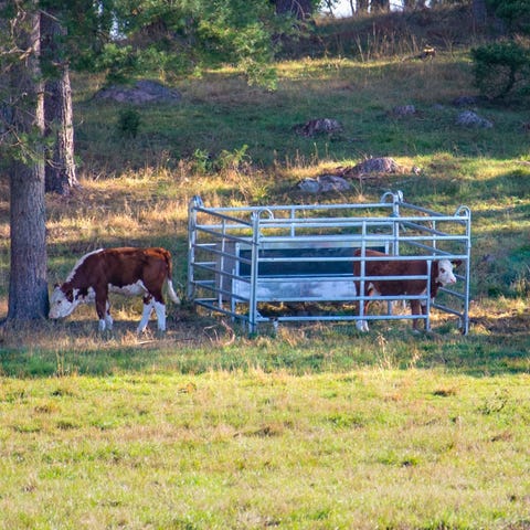 Kalveboks / kraftfôrautomat 3M til kalv