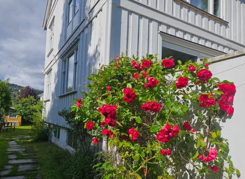 Bilde 1 av annonsen