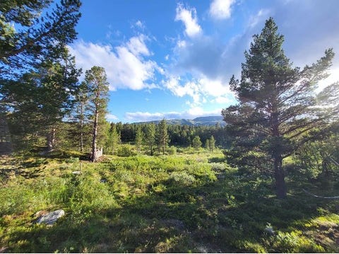 Bilde 1 av annonsen
