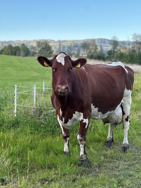 Jon Magne Sæter logo