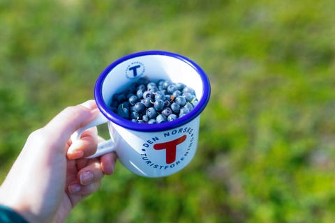 TRONDHJEMS TURISTFORENING logo