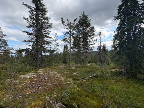 Bilde 1 av annonsen