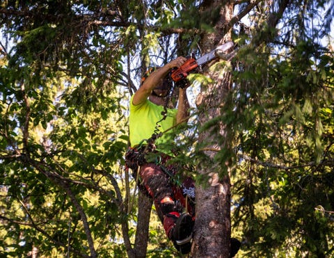 Norsk Trefelling AS logo