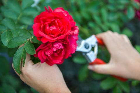 Håkonsen & Sukke Landskapsentreprenør AS logo