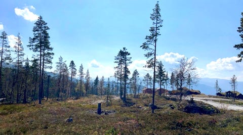 Bilde 1 av annonsen