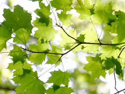 Nittedal kommune logo