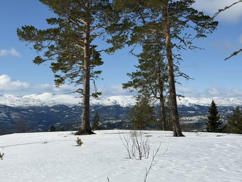 Bilde 1 av annonsen