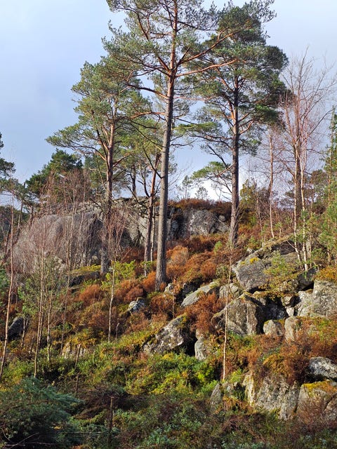 Bilde 1 av annonsen