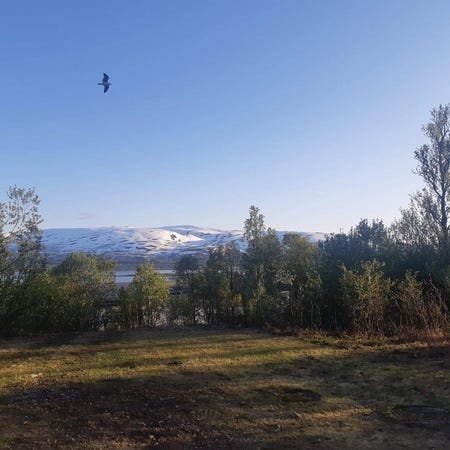 Bilde 1 av annonsen