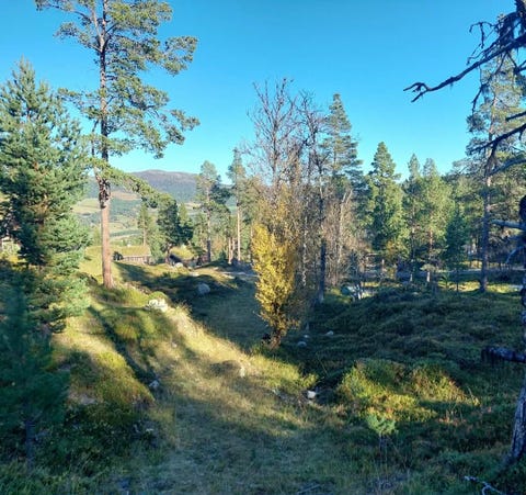 Bilde 1 av annonsen