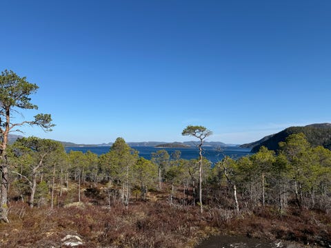 Bilde 1 av annonsen