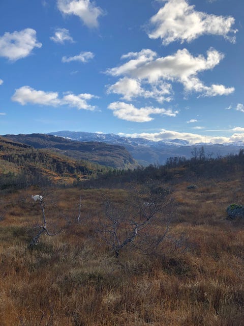 Bilde 1 av annonsen