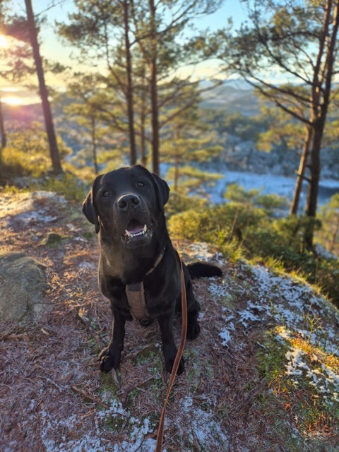 Bilde 1 av annonsen