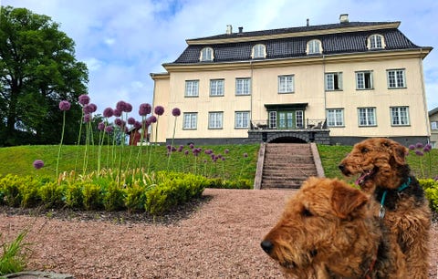 Bilde 2 av annonsen