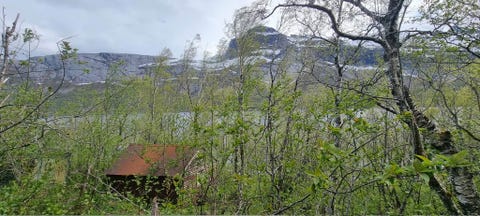 Bilde 1 av annonsen
