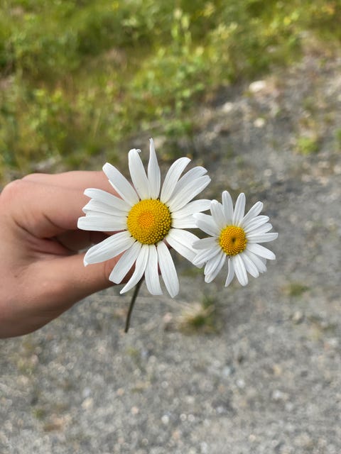 Bilde 2 av annonsen