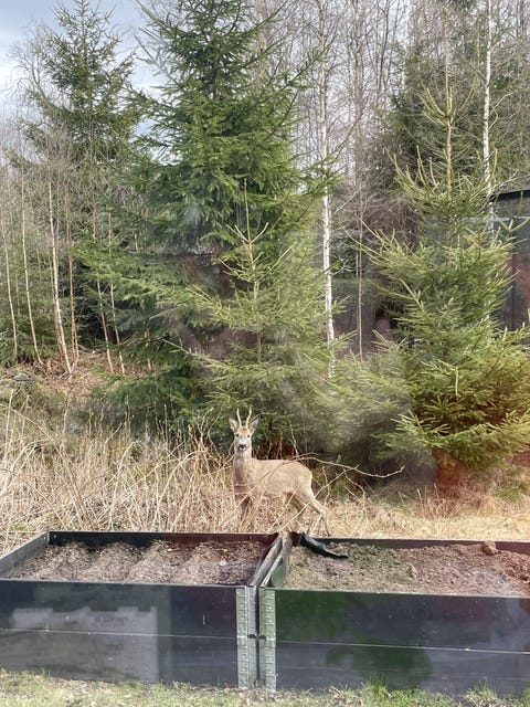 Bilde 2 av annonsen