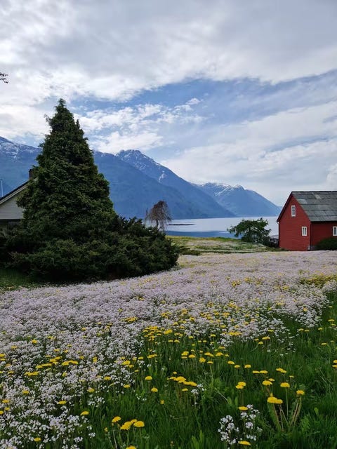 Bilde 1 av annonsen