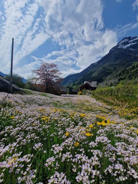 Bilde 2 av annonsen
