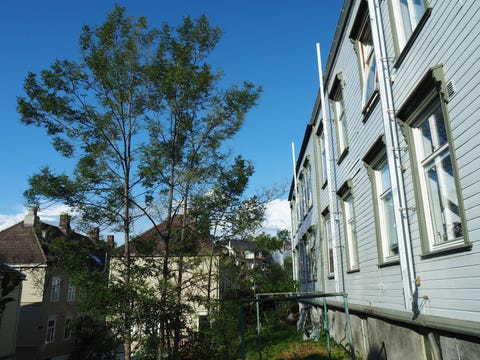 Bilde 2 av annonsen