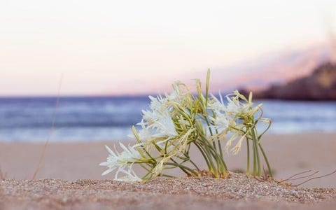 Alianthos Estate Resort 34 av 37