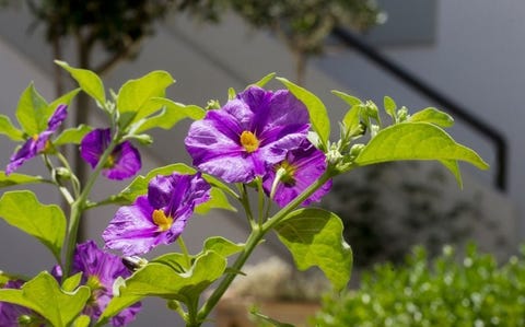 Elia Kato Stalos 11 av 14