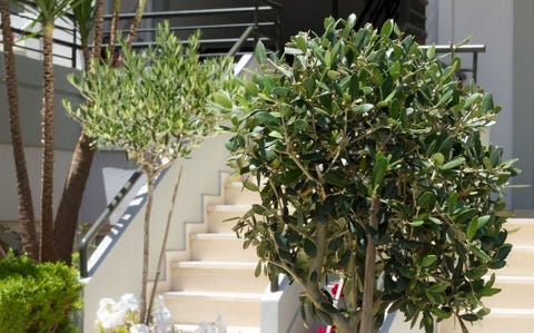 Elia Kato Stalos 12 av 14