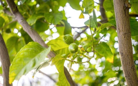 Zephyros Village 8 av 12