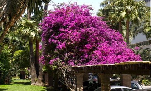 Bajondillo Hotel Aptos 6 av 10