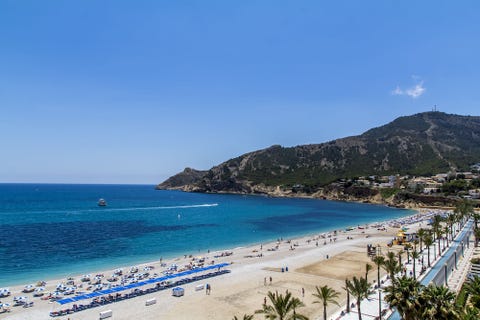 Kaktus Albir 4 av 10
