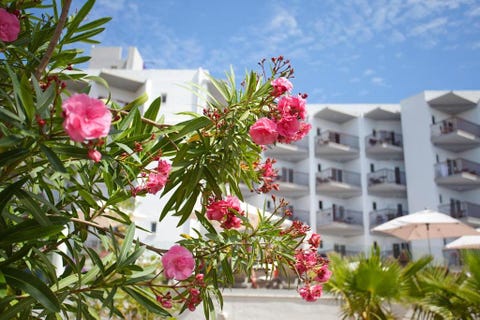 Fergus Bermudas Hotel 10 av 11