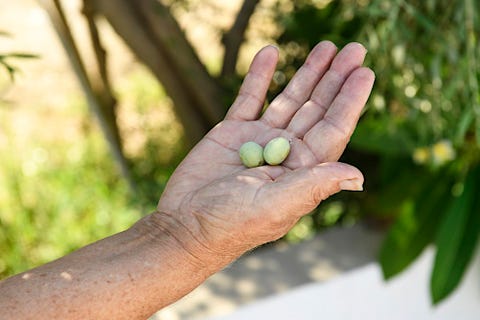 Evangelina 18 av 23