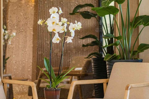 Heritage By Çimen Hotel 20 av 36